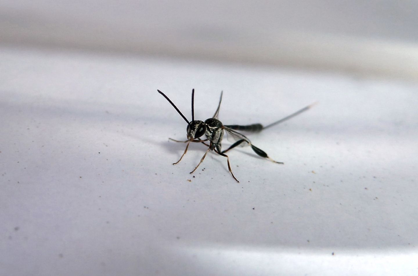 Ichneumonidae? No, Gasteruption sp., Gasteruptiidae